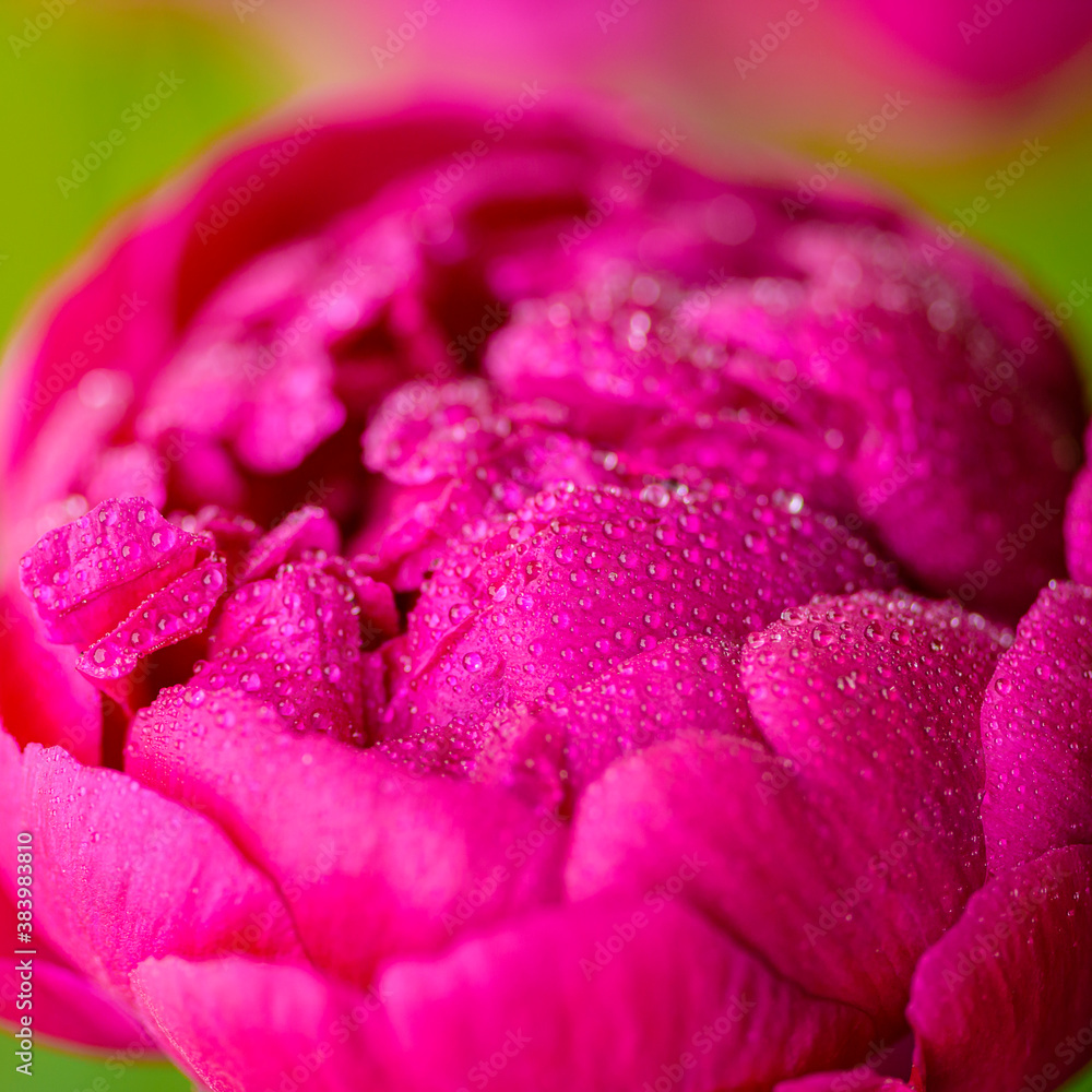 Peony close-up. Peony leaves in raindrops close up. Peony leaves close-up. Peony. Selective focus on