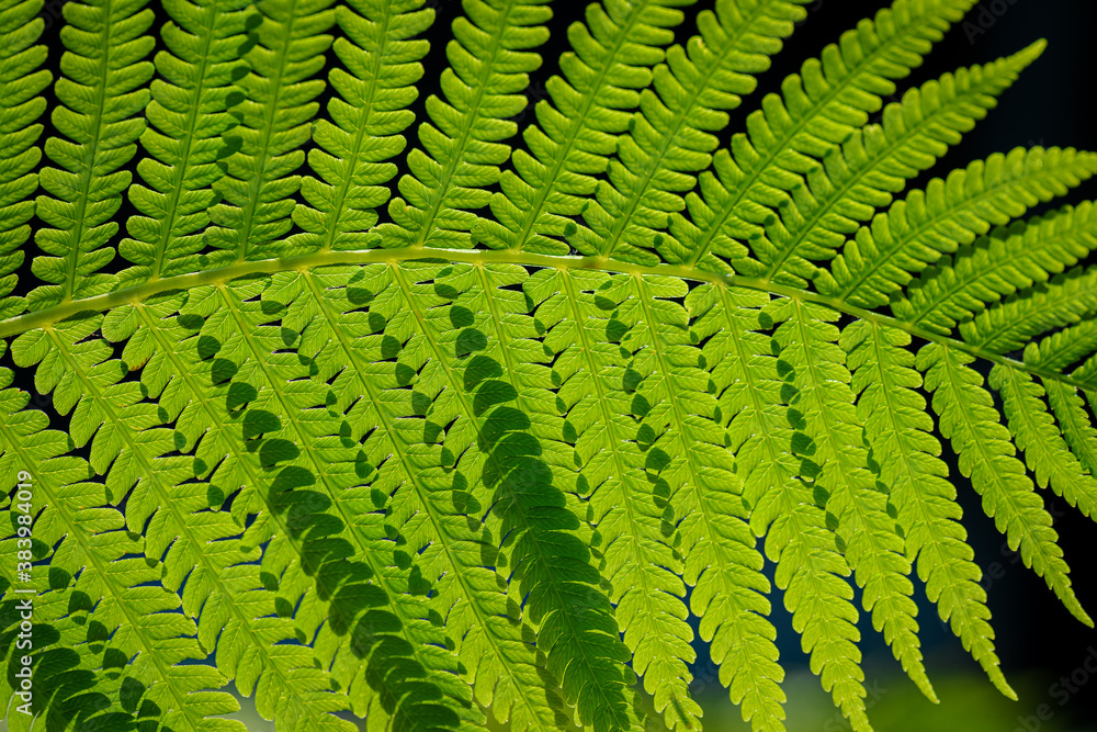 Green leaf. Symbol Wildlife Ecology. Green leaf of fern black background. Wildlife Paportik.