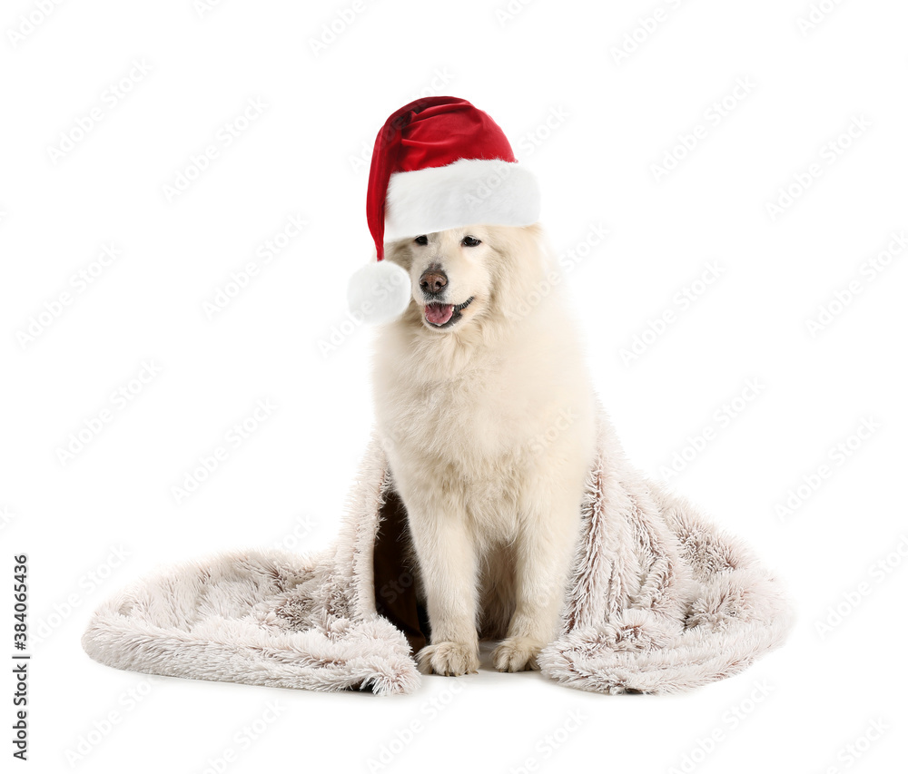 Cute Samoyed dog in Santa hat and with plaid on white background