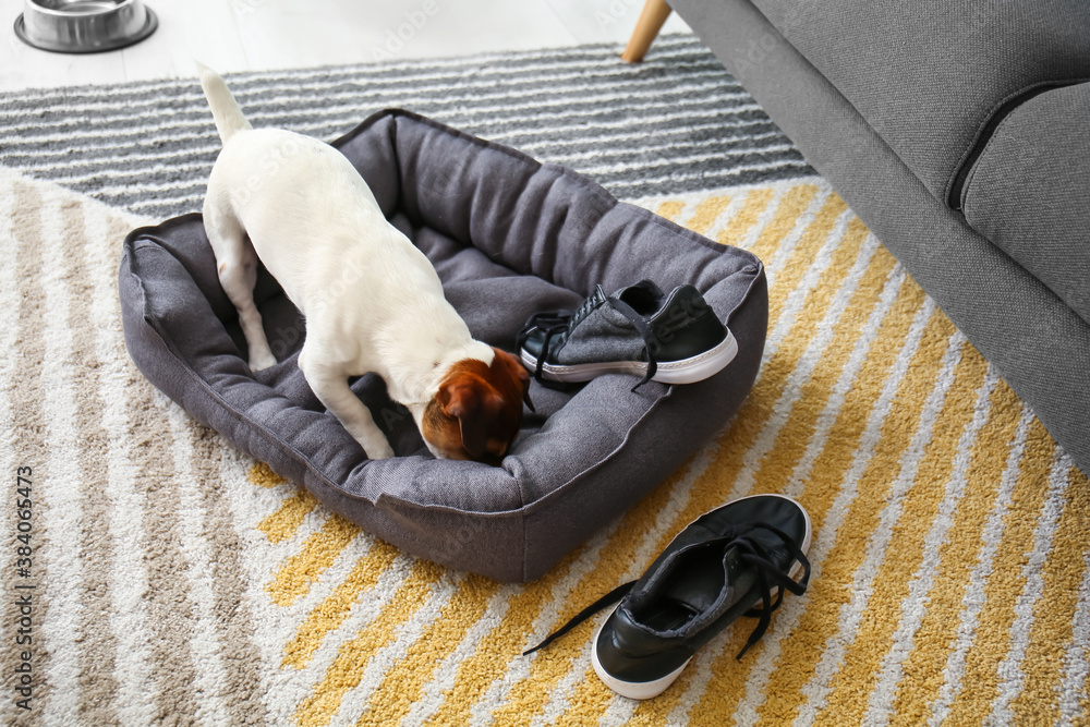 Funny naughty dog playing with shoes at home