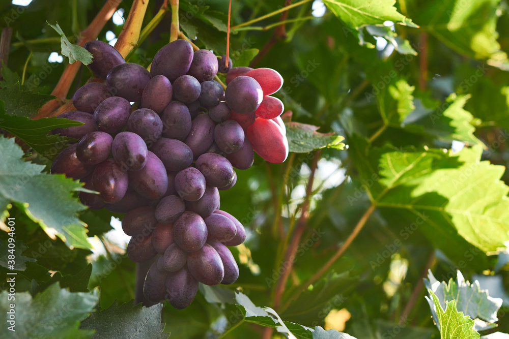 Juicy bunch of grapes on the plantation. Harvest of sunny autumn