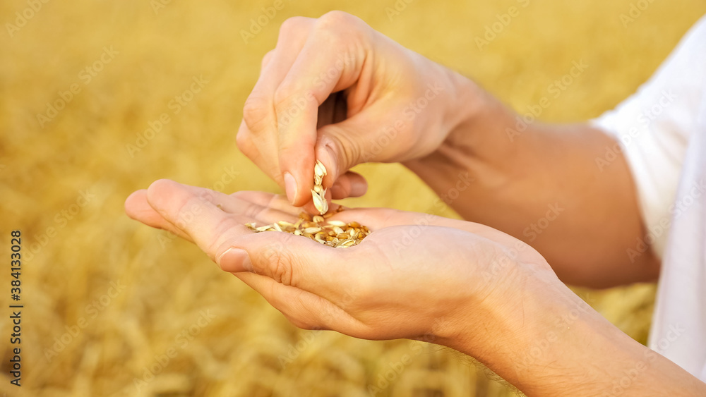 Mans hands peel wheat from husks in a field close-up.