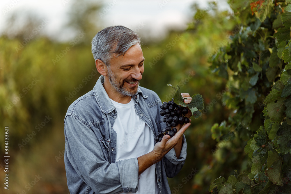 Farmer spending time at work, picking grapes.