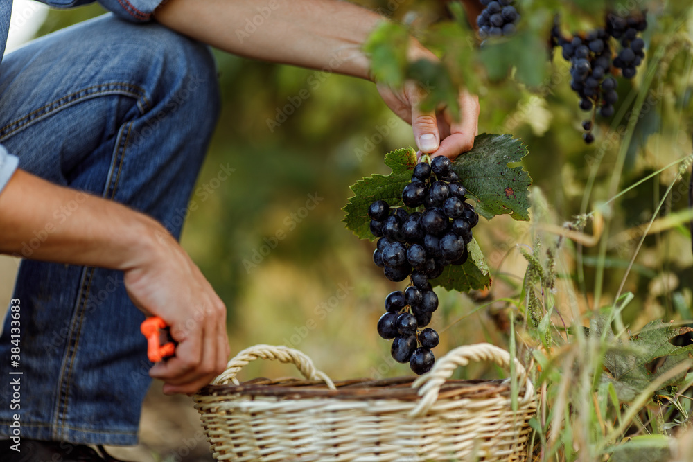 Picking grapes for wine, winery.