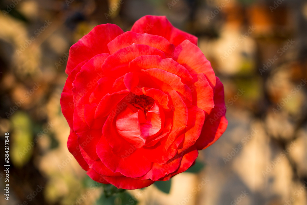 red rose in the garden