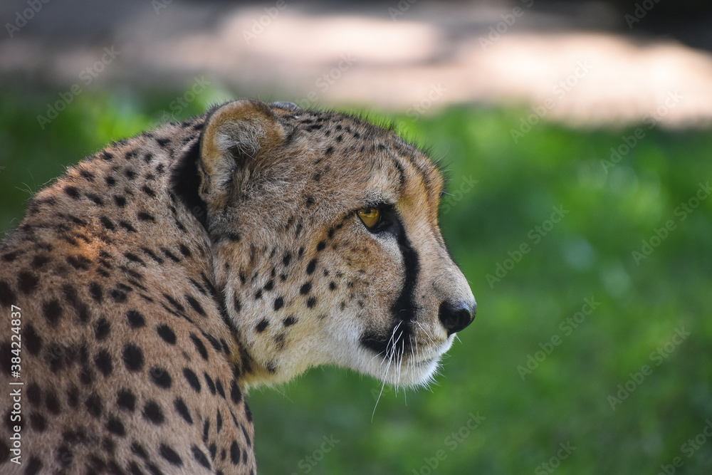 Close up profile portrait of cheetah