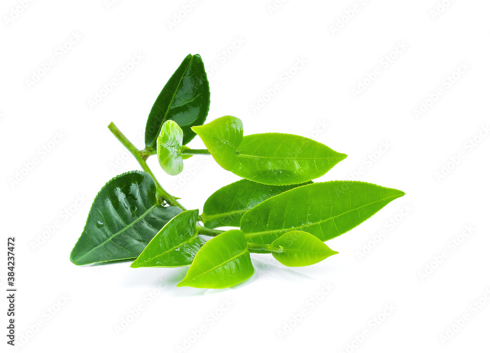 Green tea leaf with drops of water on white background.