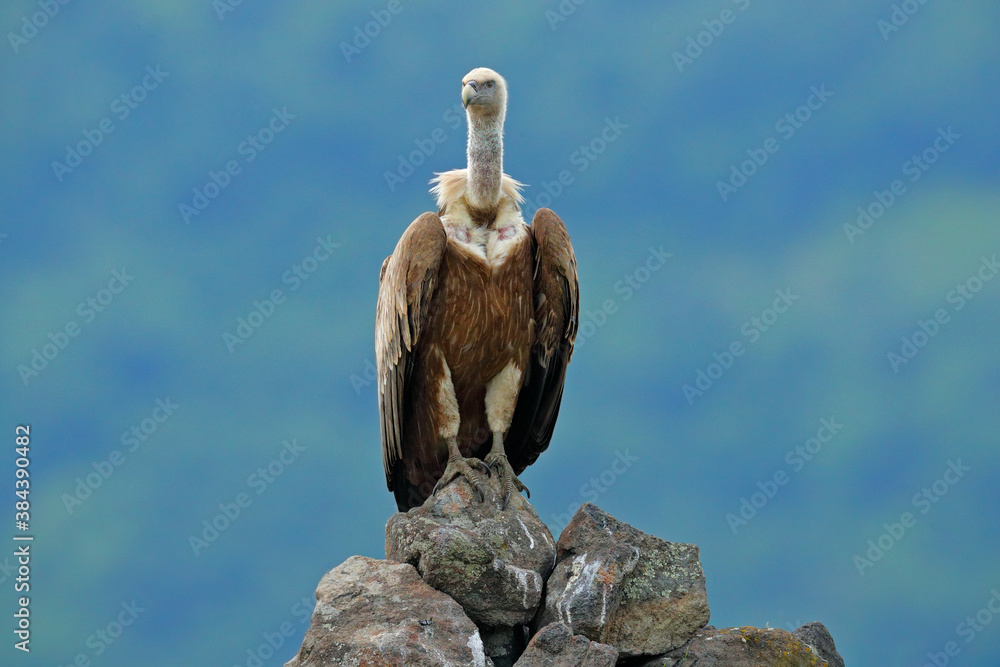 Griffon Vulture, Gyps fulvus, big birds of prey sitting on rocky mountain, nature habitat, Madzarovo