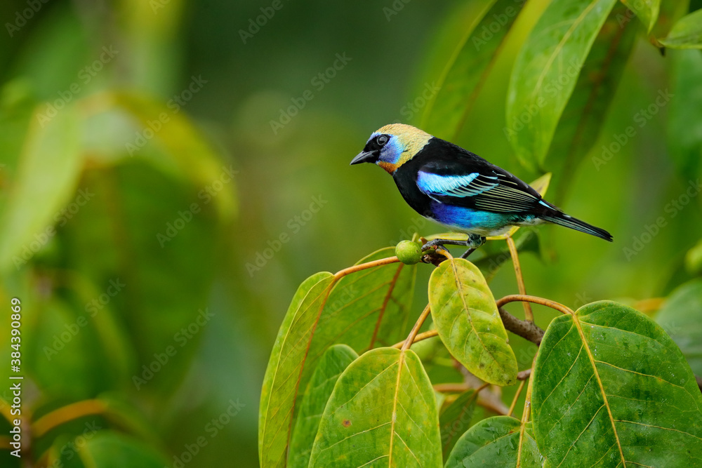 Golden-hooded Tanager, Tangara larvata, exotic tropical blue bird with gold head from Costa Rica. Ta