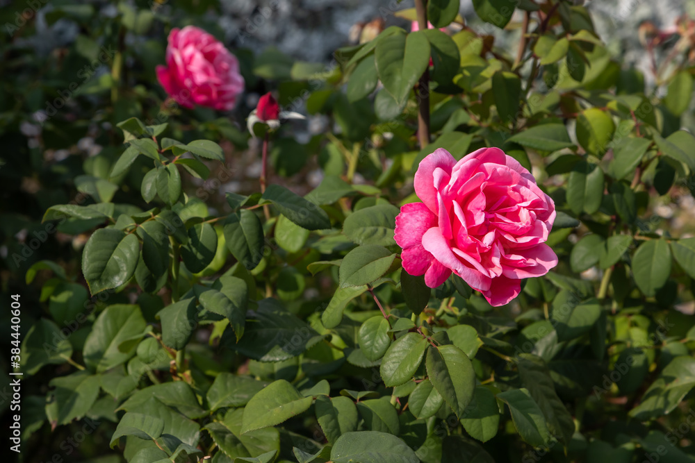 A single garden pink bright rose flower on a stem with green leaves and thorns in focus against a ba