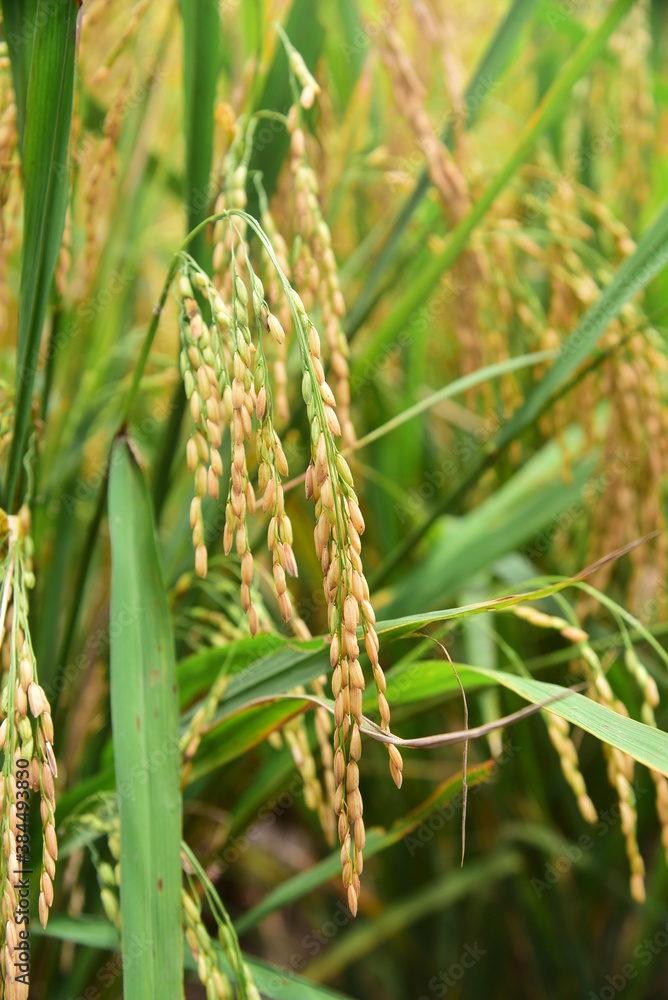 rice plant photo