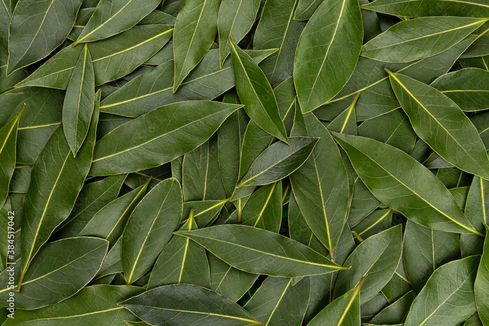 Bay leaves texture, background made of fresh laurel leaves