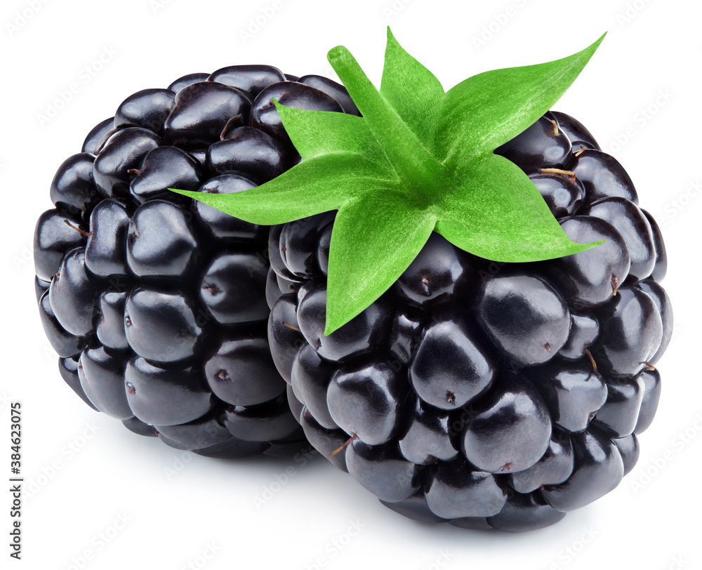 Fresh organic blackbery isolated on white background. Two blackbery with clipping path. Professional