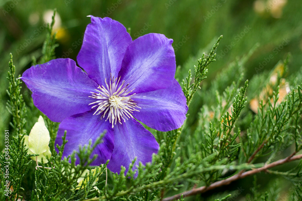 beautiful flowers on a blurred background