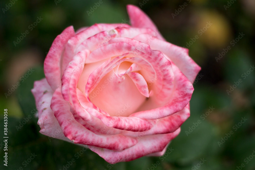 beautiful flowers on a blurred background