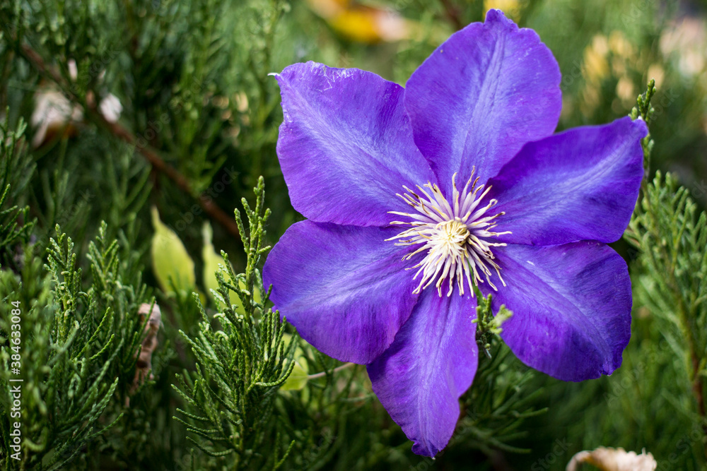 beautiful flowers on a blurred background