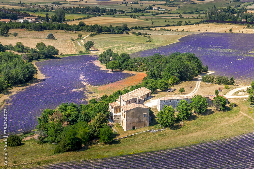 Lavender fields in the Provence region, France