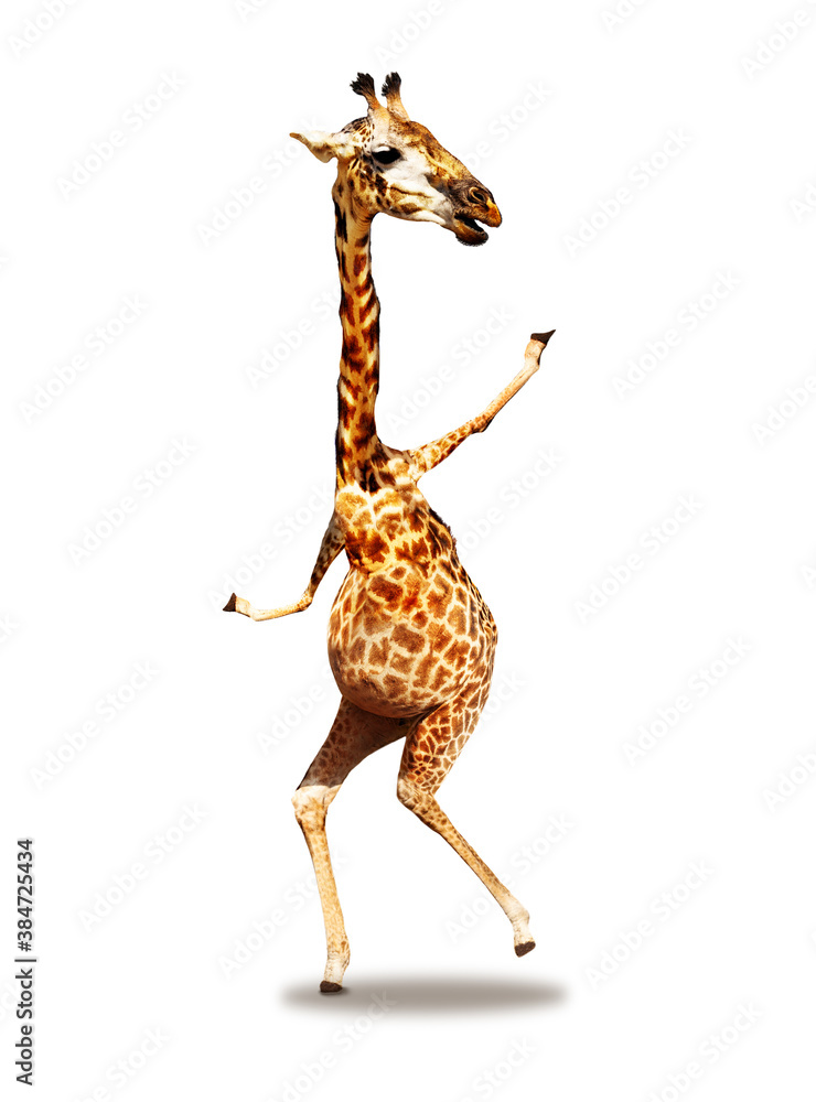 Dancing photo of giraffe mixed media concept happy expression isolated on white