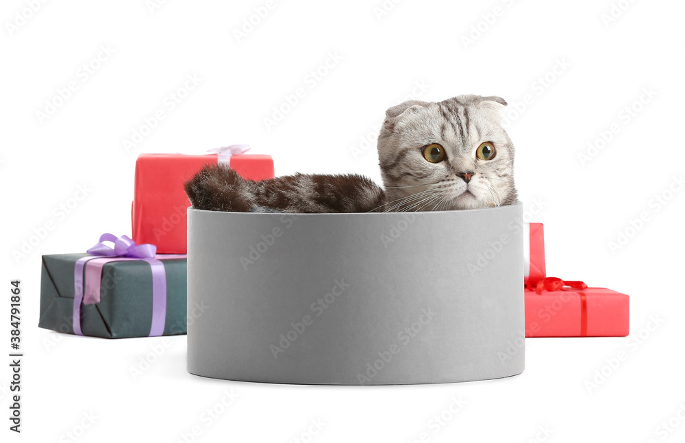 Cute funny cat and Christmas gifts on white background