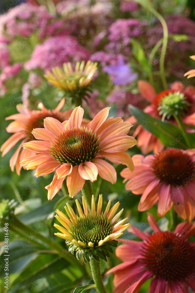 Coneflowers flowering in a beautiful garden