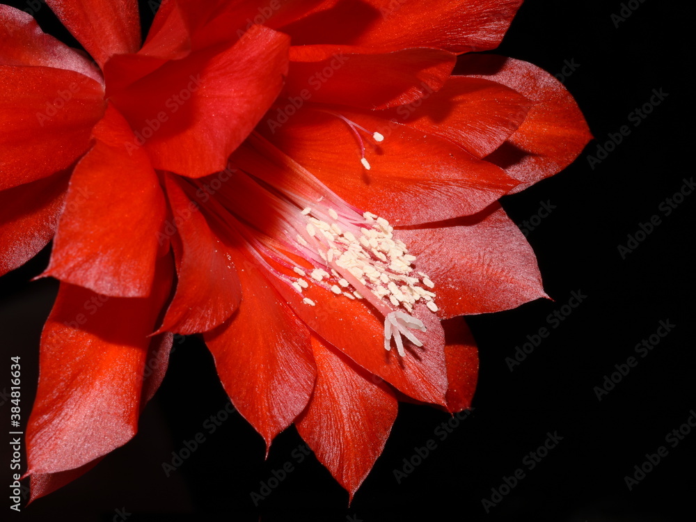 Closeup on Epiphyllum orchid cactus red flowers stigma and stamen on black background