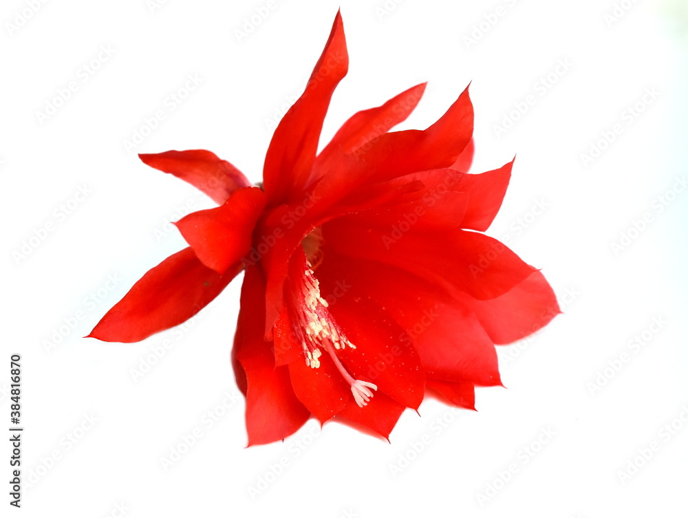 Closeup on Epiphyllum orchid cactus red flowers stigma and stamen on white background