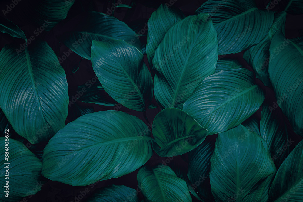 tropical leaves, abstract green leaves texture, nature background