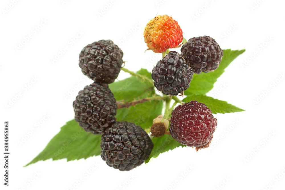 Cumberland raspberry-blackberry