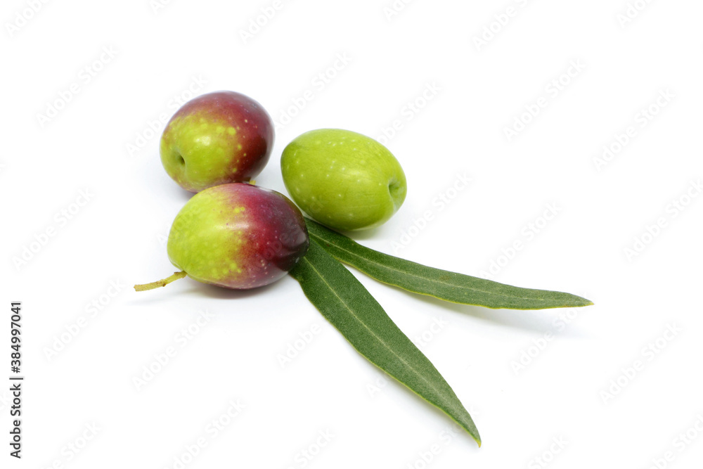 Olive tree, organic on white background.Olive tree isolated on white background.