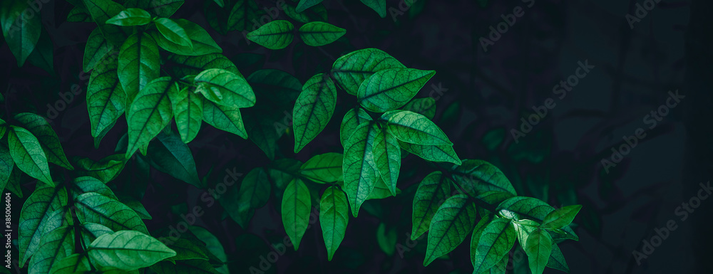 tropical leaves, abstract green leaves texture, nature background