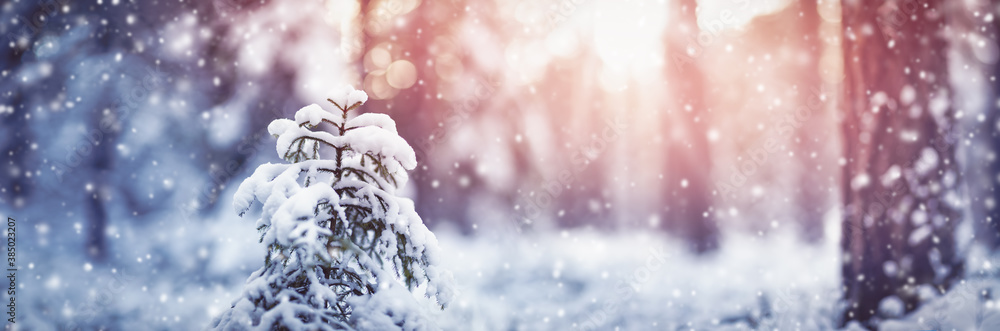 Beautiful fir tree in winter forest in snowfall