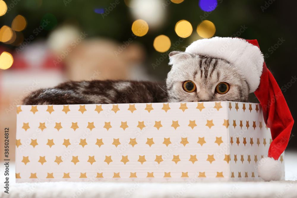 Cute funny cat with Santa hat in box at home on Christmas eve