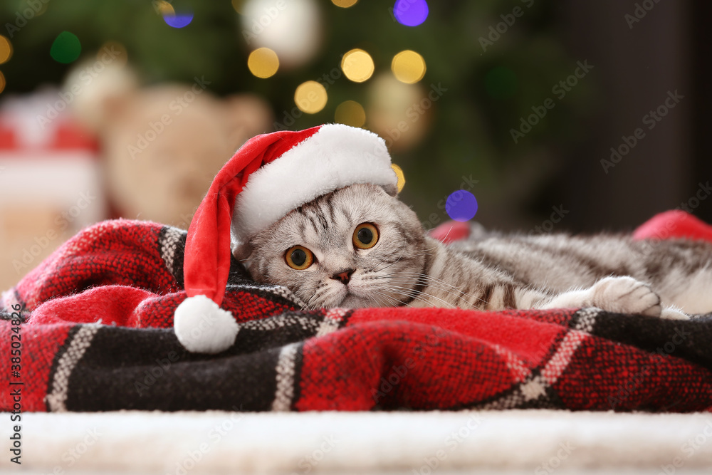 Cute funny cat in Santa hat at home on Christmas eve