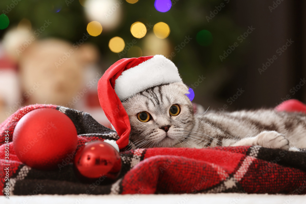 Cute funny cat in Santa hat at home on Christmas eve