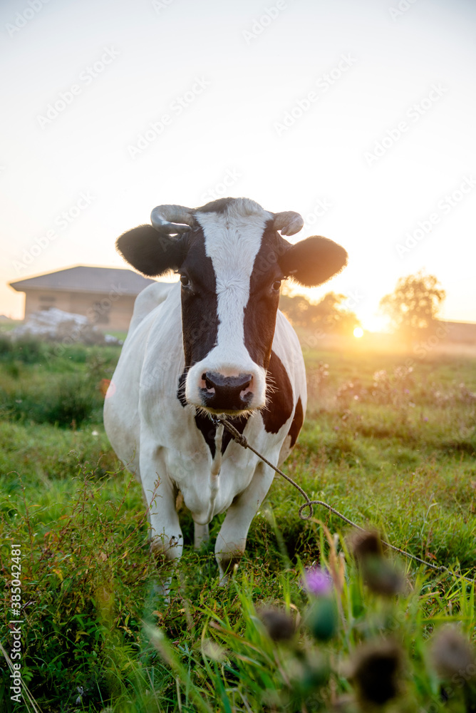 A cow is grazing in a meadow
