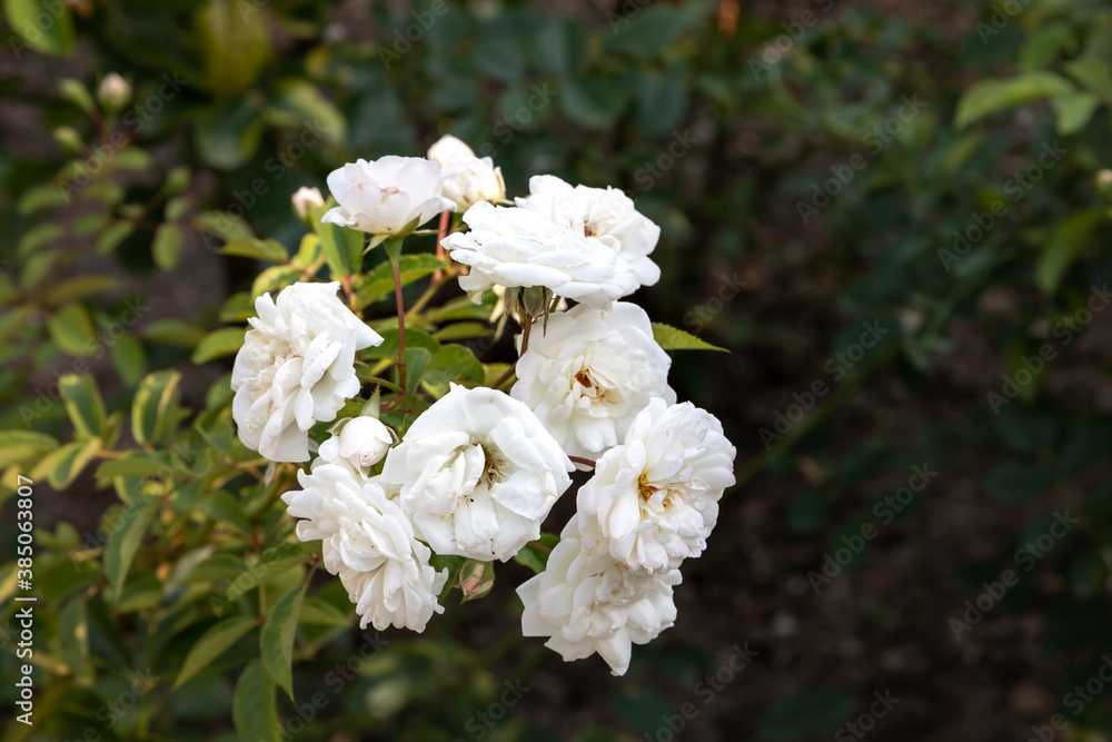 A bush with few garden white roses in focus on a green background. White rose flowers close up. 