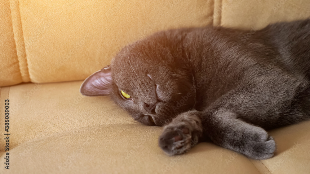 Beautiful gray cat lies on a beige sofa.