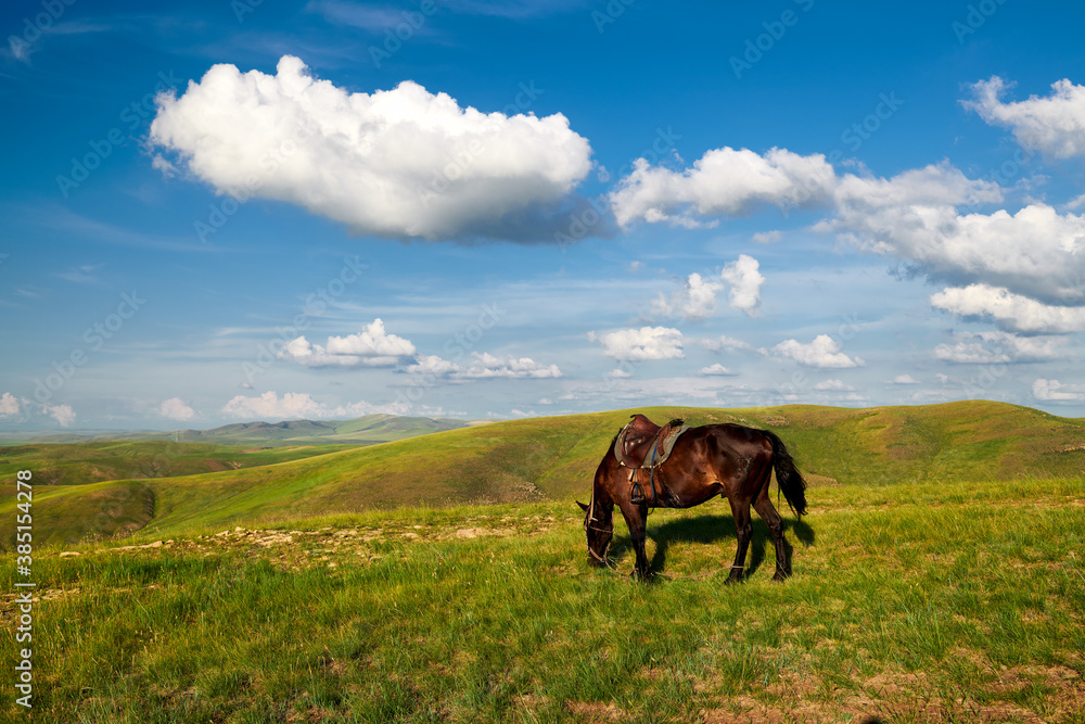 The horse in the summer grassland of Hulunbuir of China.