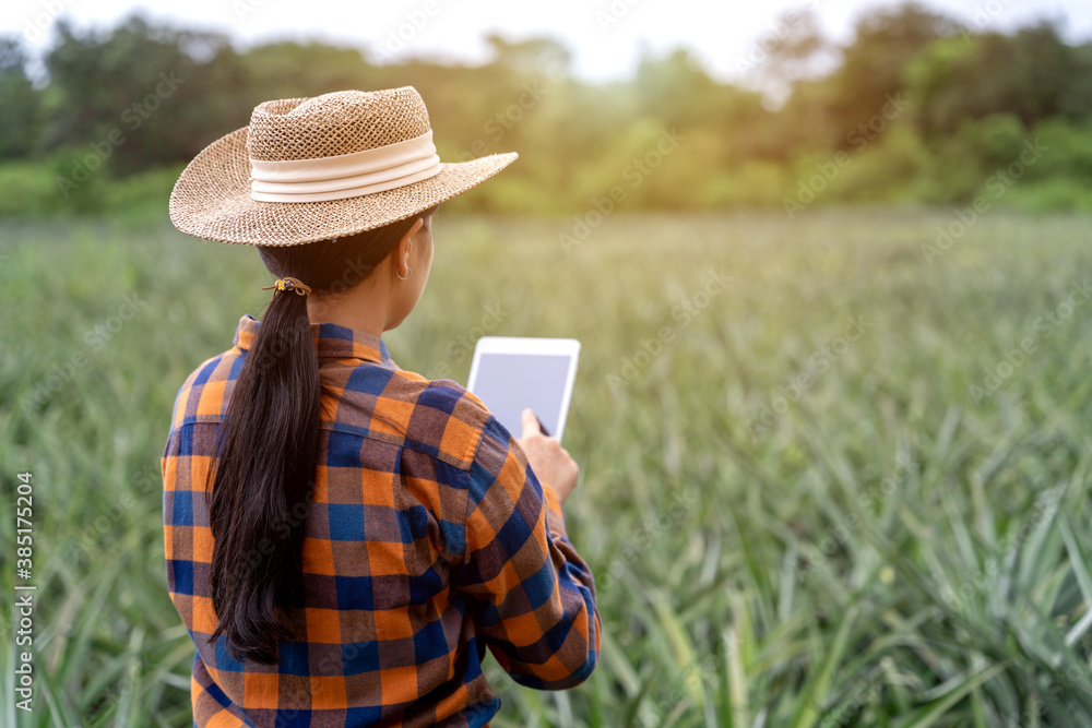 Asian female farmer see growth of pineapple in farm and save the data to the tablet, Agricultural In