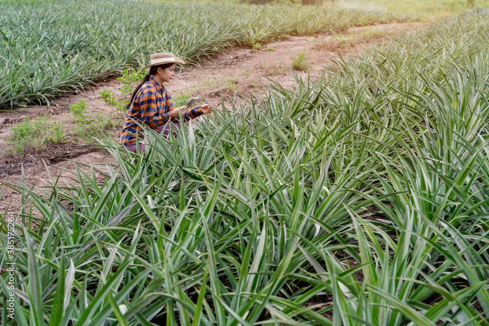 Asian female farmer see growth of pineapple in farm and save the data to the tablet, Agricultural In