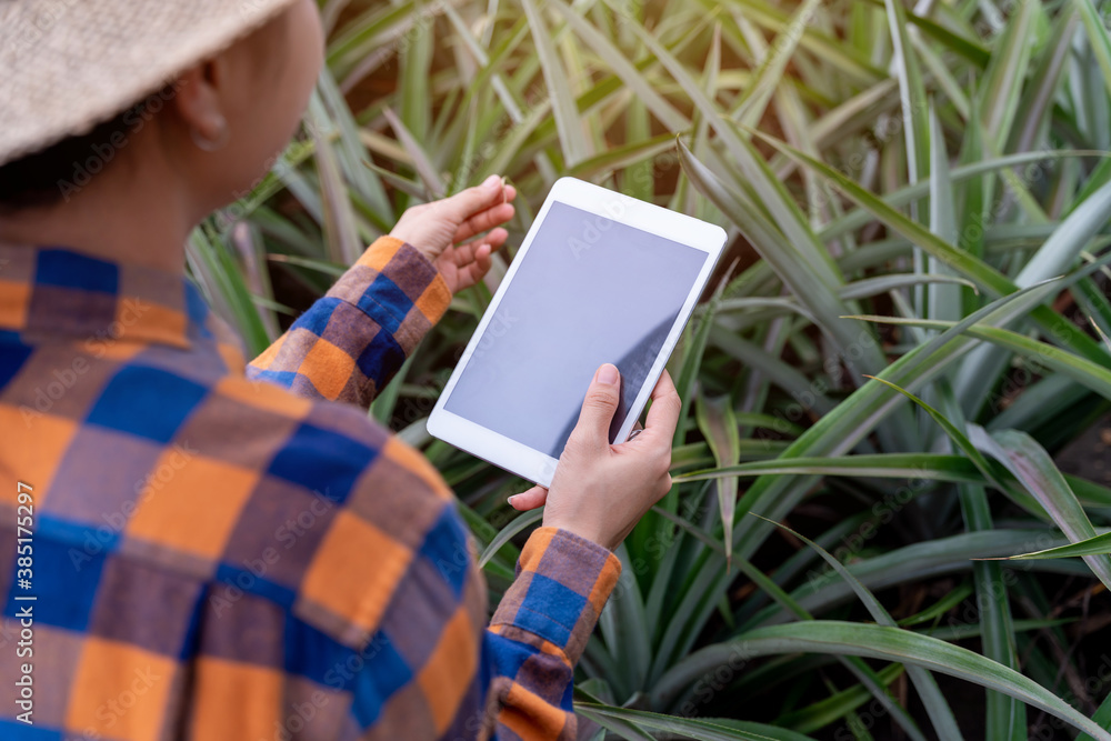 Close up hand female farmer see growth of pineapple in farm and save the data to the tablet, Agricul