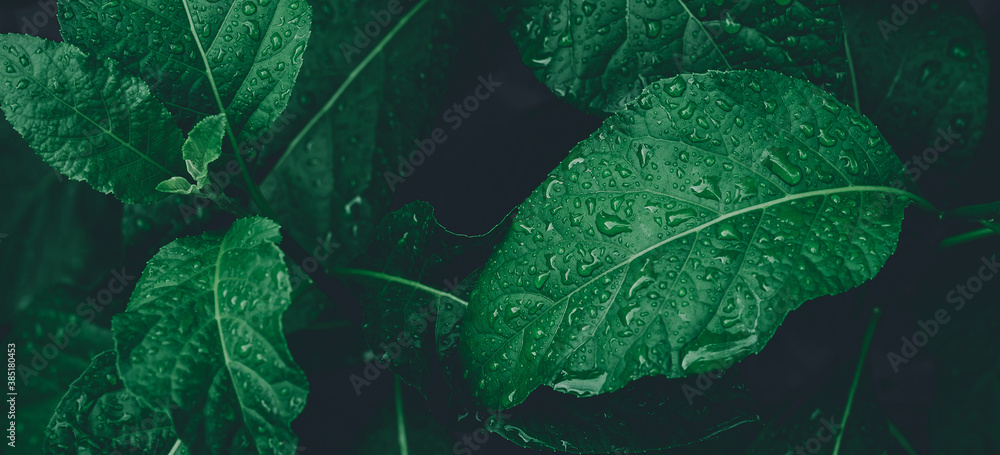 Nature green Eucalyptus leaves with raindrop background