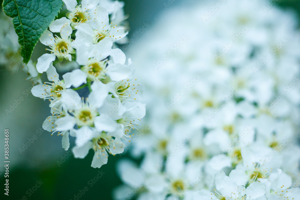 many little white tree spring flowers, selective focus, copy space