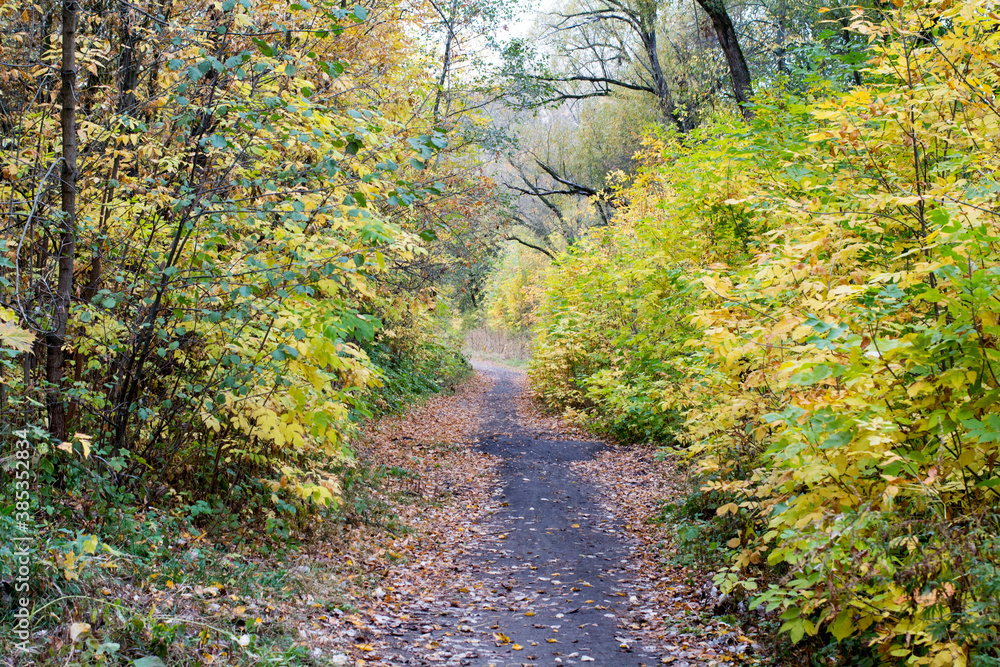 Autumn in the Russian park. path