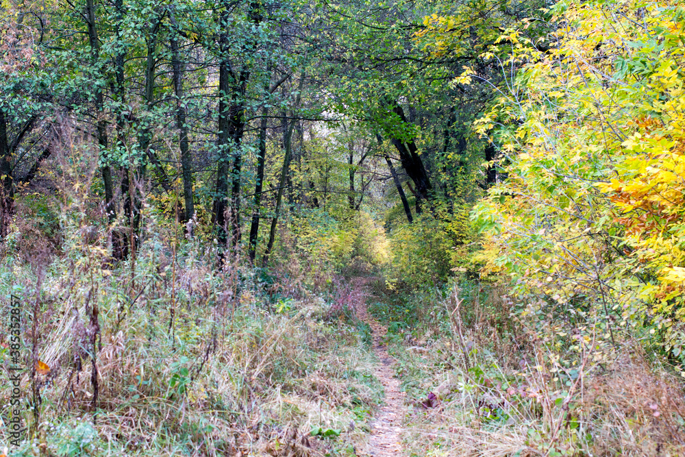 Autumn in the Russian park. path