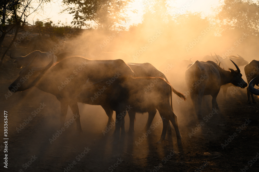 Portrait of silhouette Thai buffalo on mud field in evening