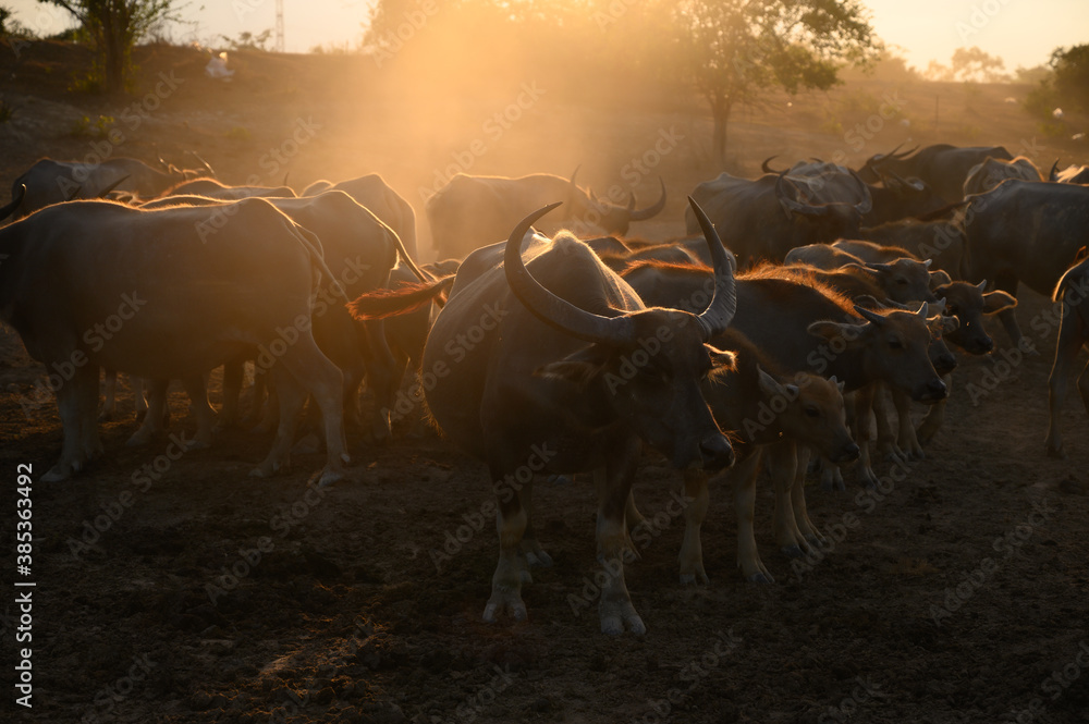 Portrait of silhouette Thai buffalo on mud field in evening