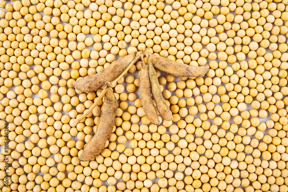 Full screen of golden soybeans