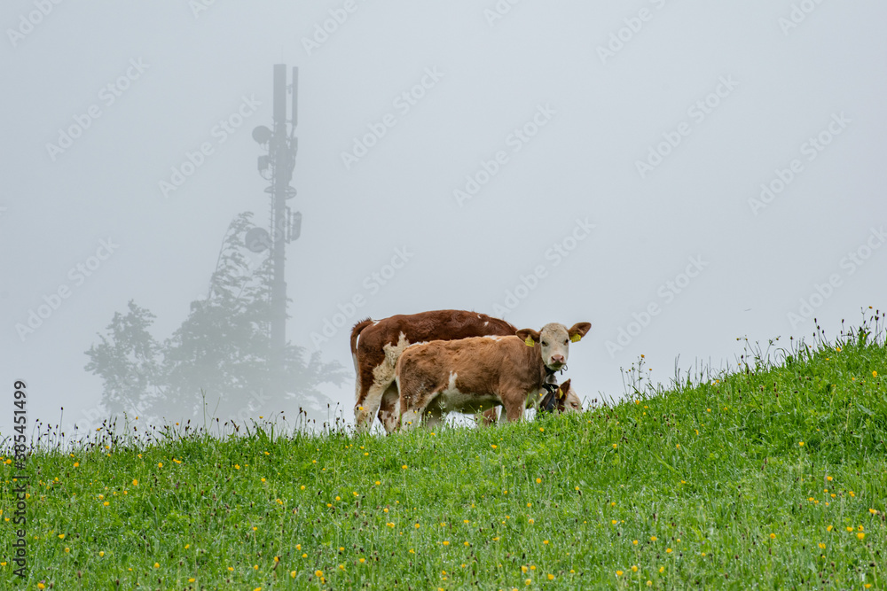 Beautiful swiss alps mountains. Alpine meadows.  