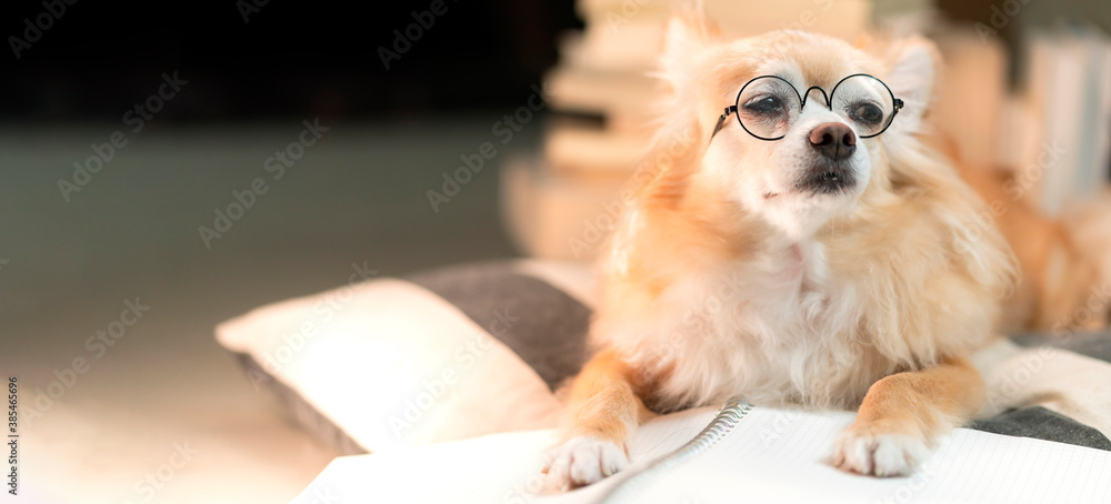 lazy brown chihuahua dog wearing round glasses lay down relax on pillow